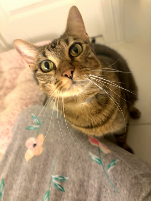 Cai, a cat for adoption from Saving Our Companion Animals - Fort Bend County