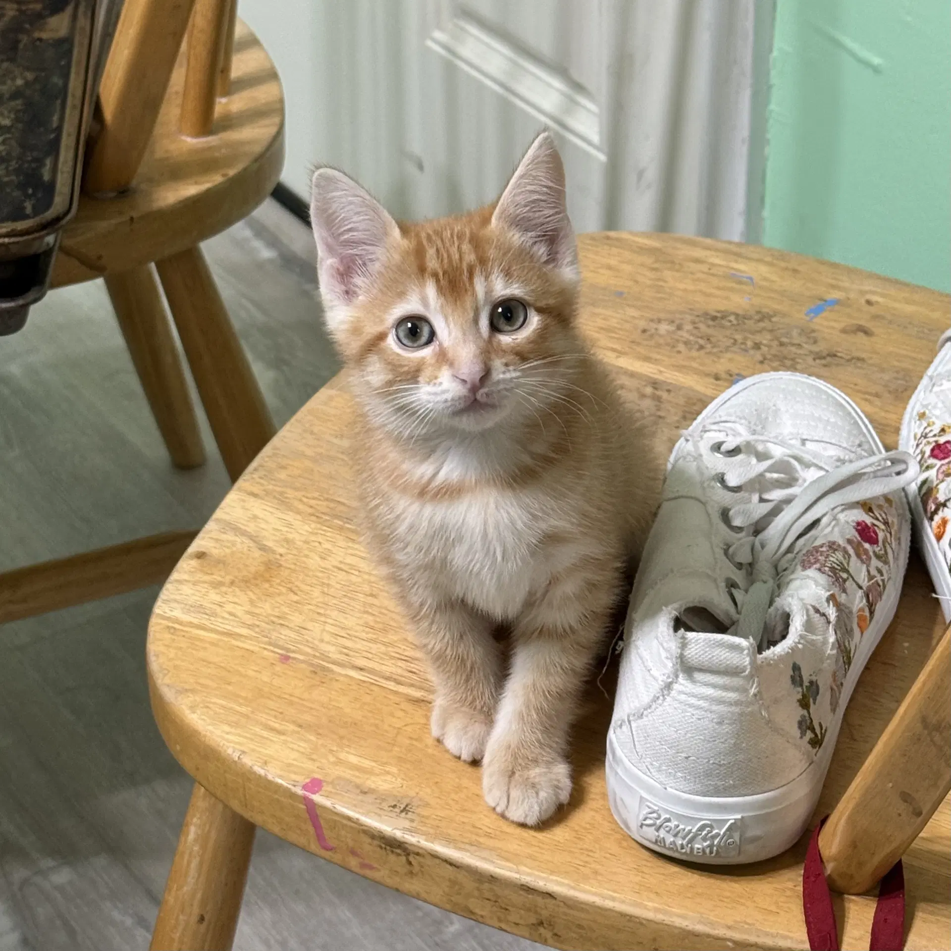 Skittles R - Domestic Short Hair
