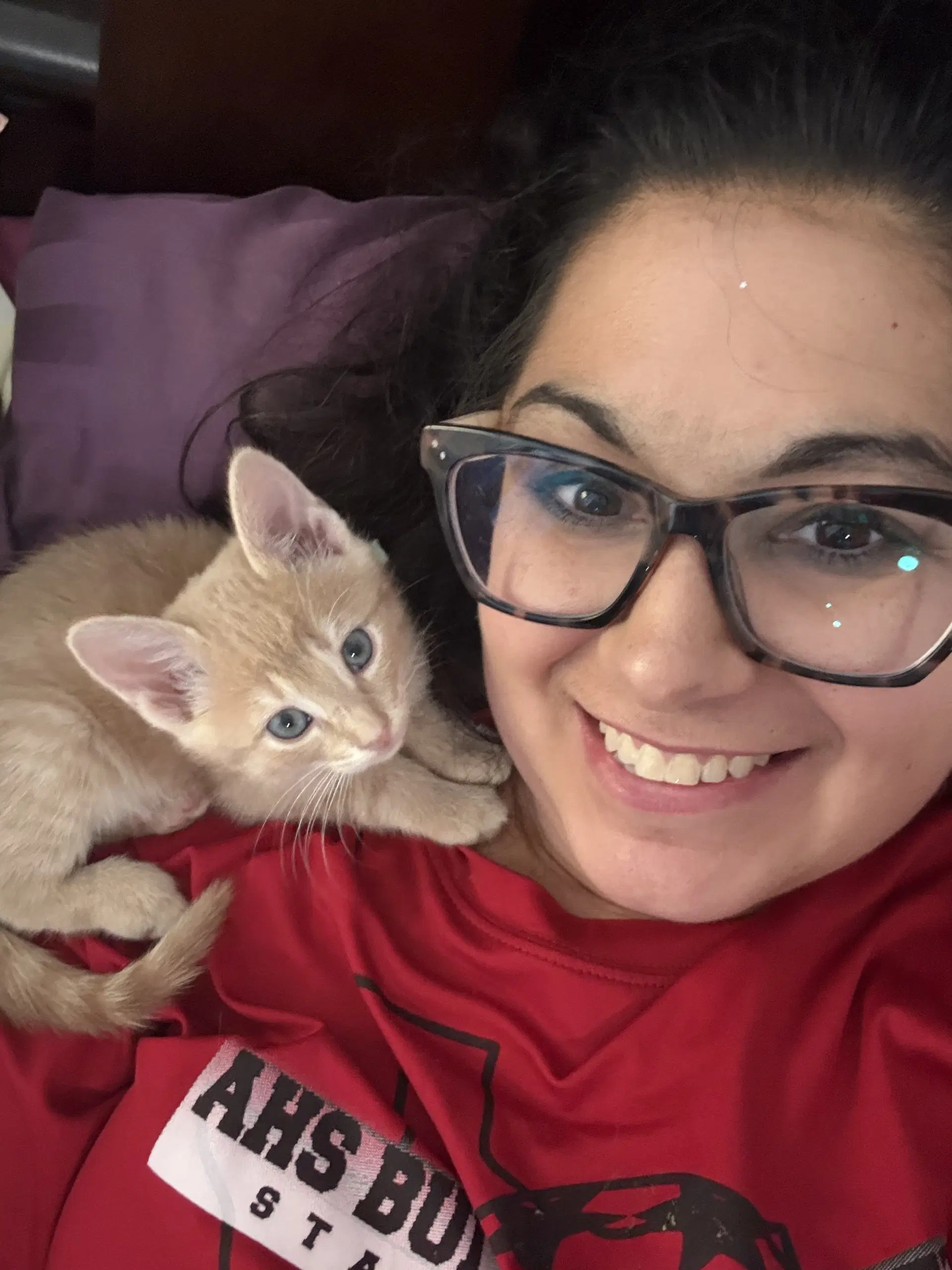 Gummy Bear - Domestic Short Hair