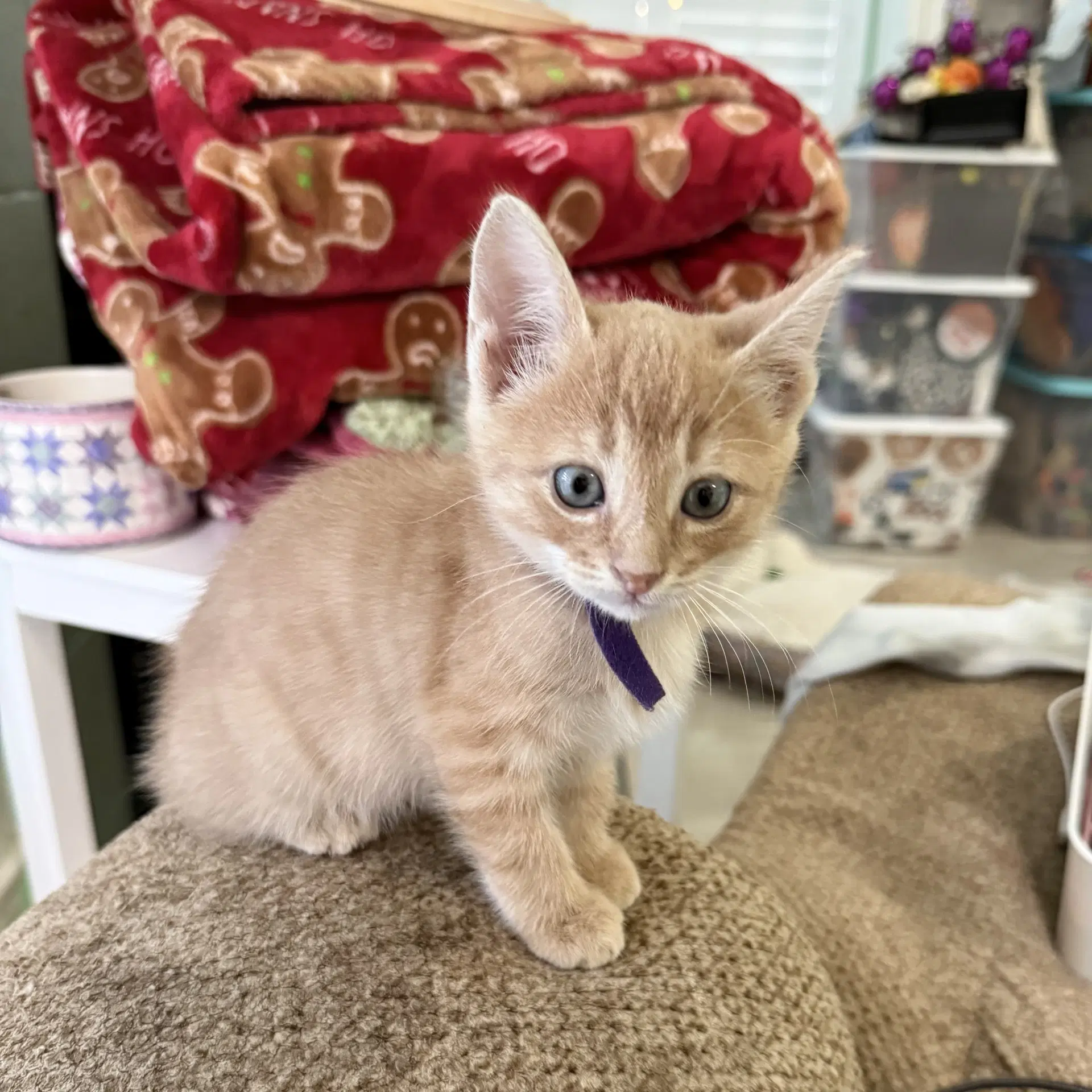 Reese's Pieces - Domestic Short Hair