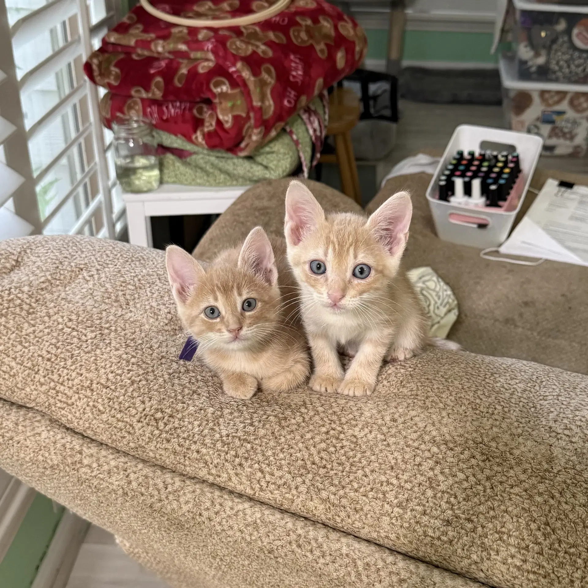 Starburst - Domestic Short Hair