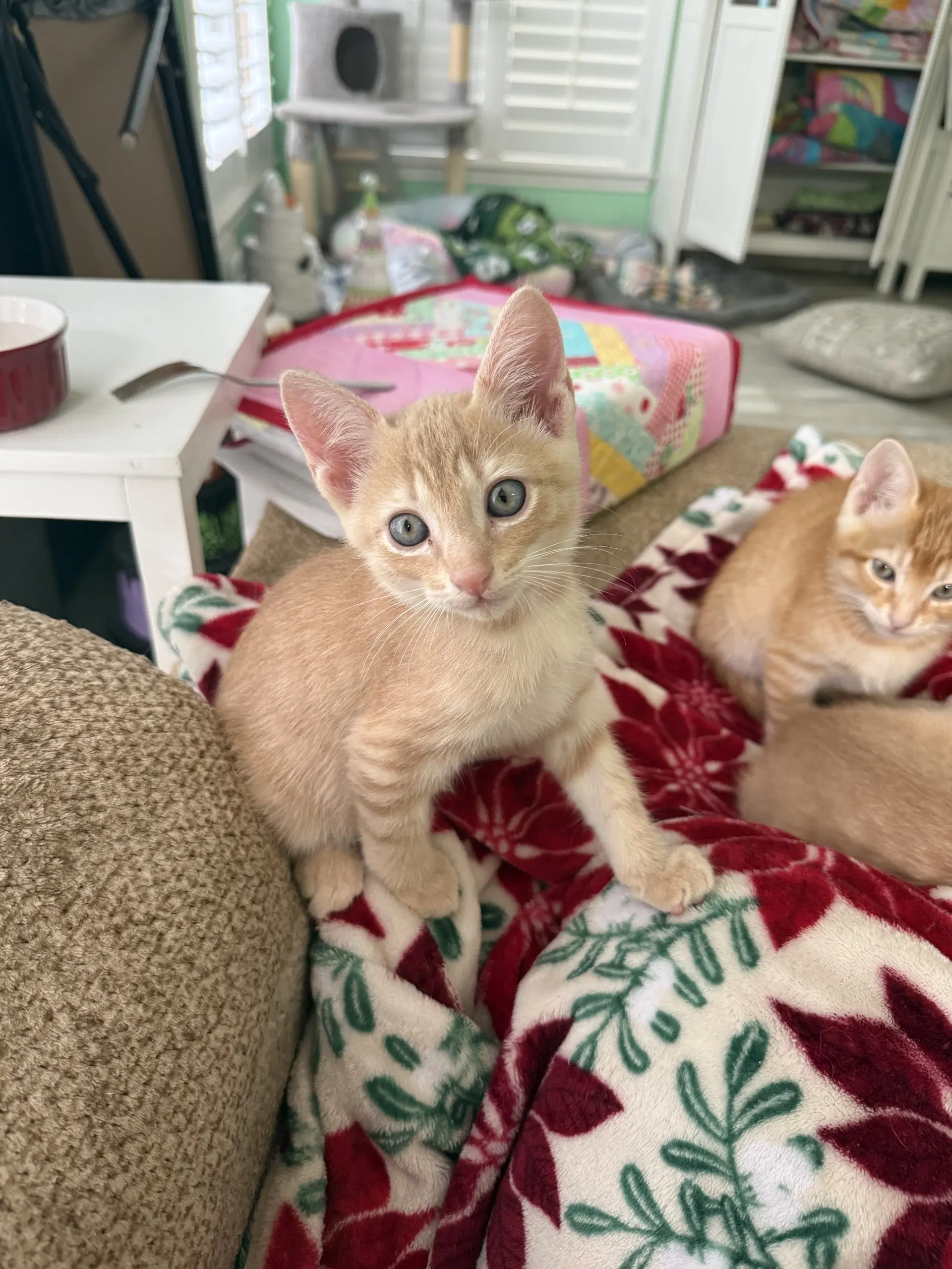 Starburst image 2
