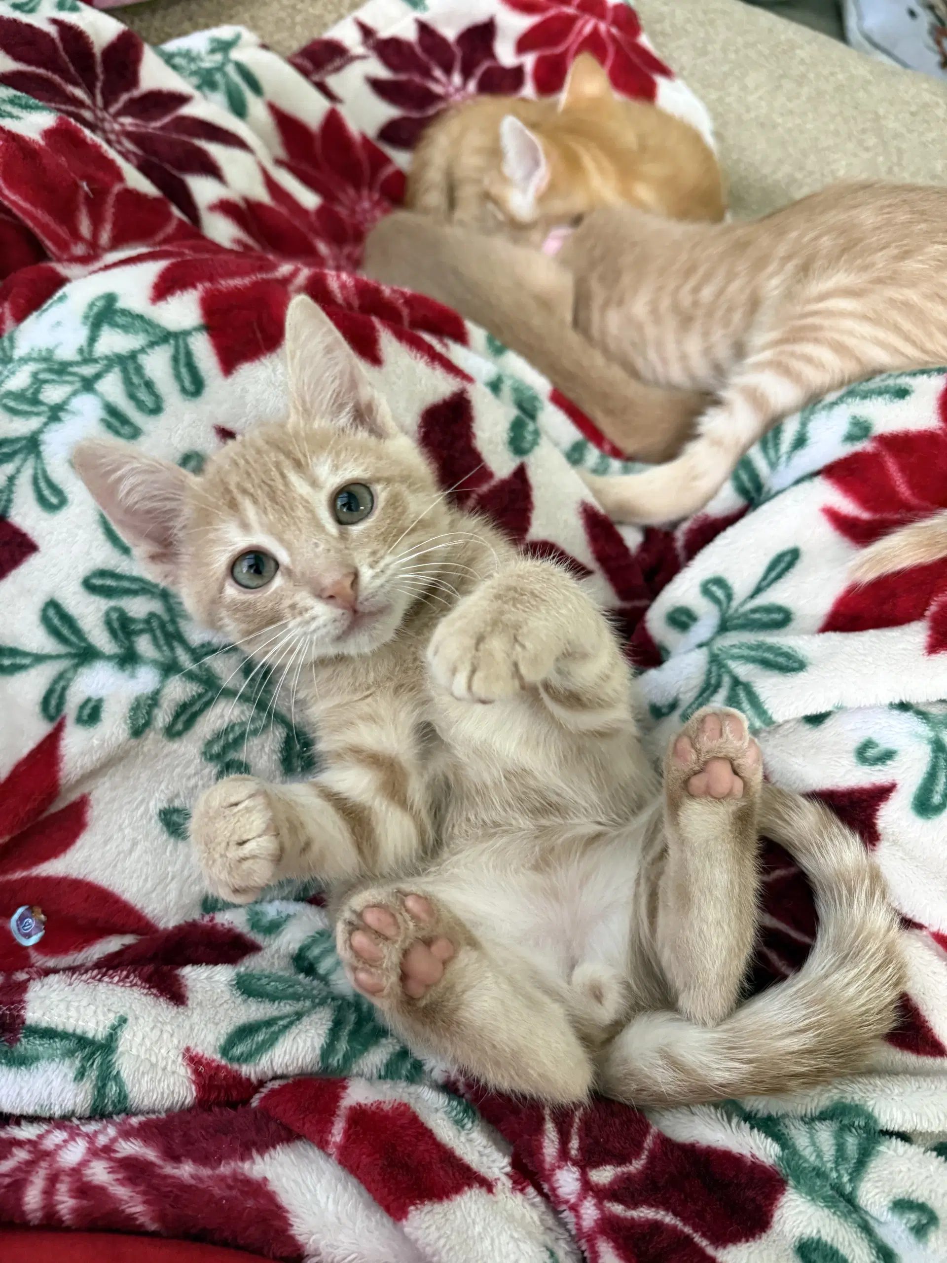 Laffy Taffy - Domestic Short Hair
