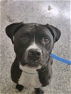 adoptable Dog in catasauqua, PA named Pedey