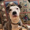 adoptable Dog in catasauqua, PA named Pandora