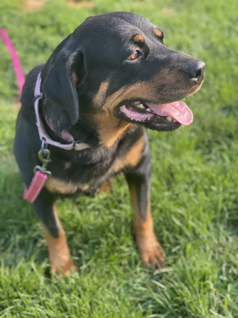 Mabel image 3