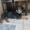 Mabel - Photo 4