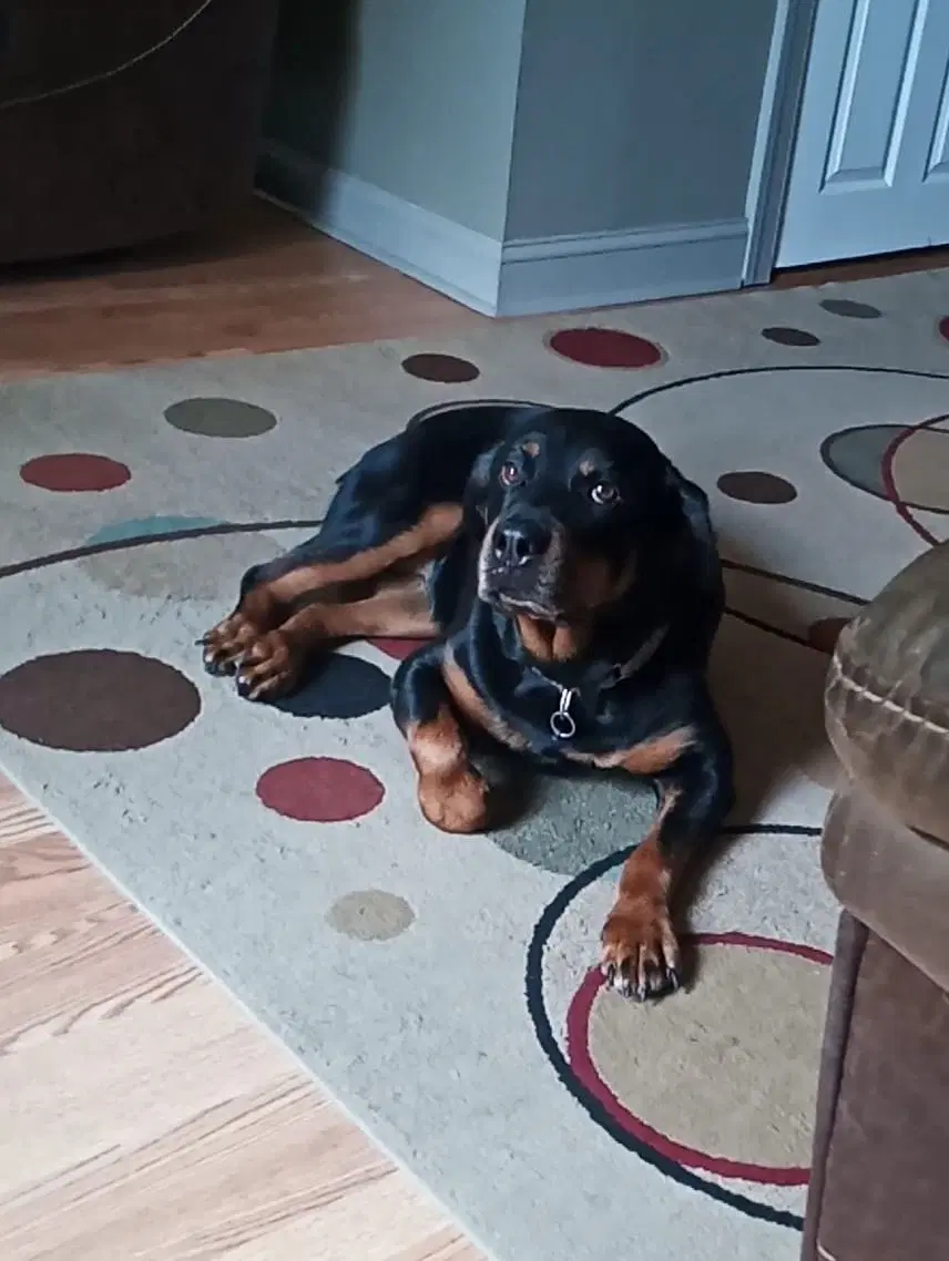 Mabel - Rottweiler