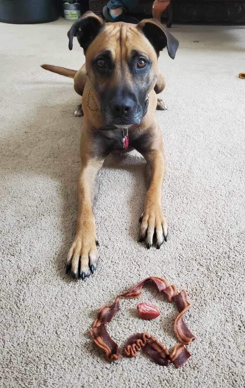 adoptable Dog in Catasauqua, PA named Havarti