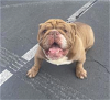adoptable Dog in catasauqua, PA named Wilbur