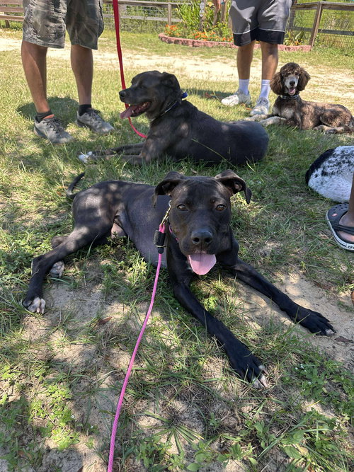 picture of the dog needing adoption
