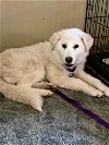 adoptable Dog in catasauqua, PA named Zoe Jane