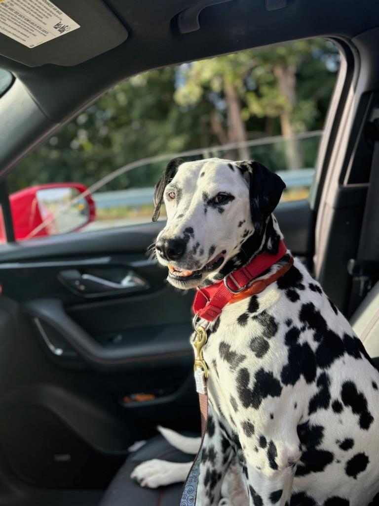 adoptable Dog in Catasauqua, PA named Patty