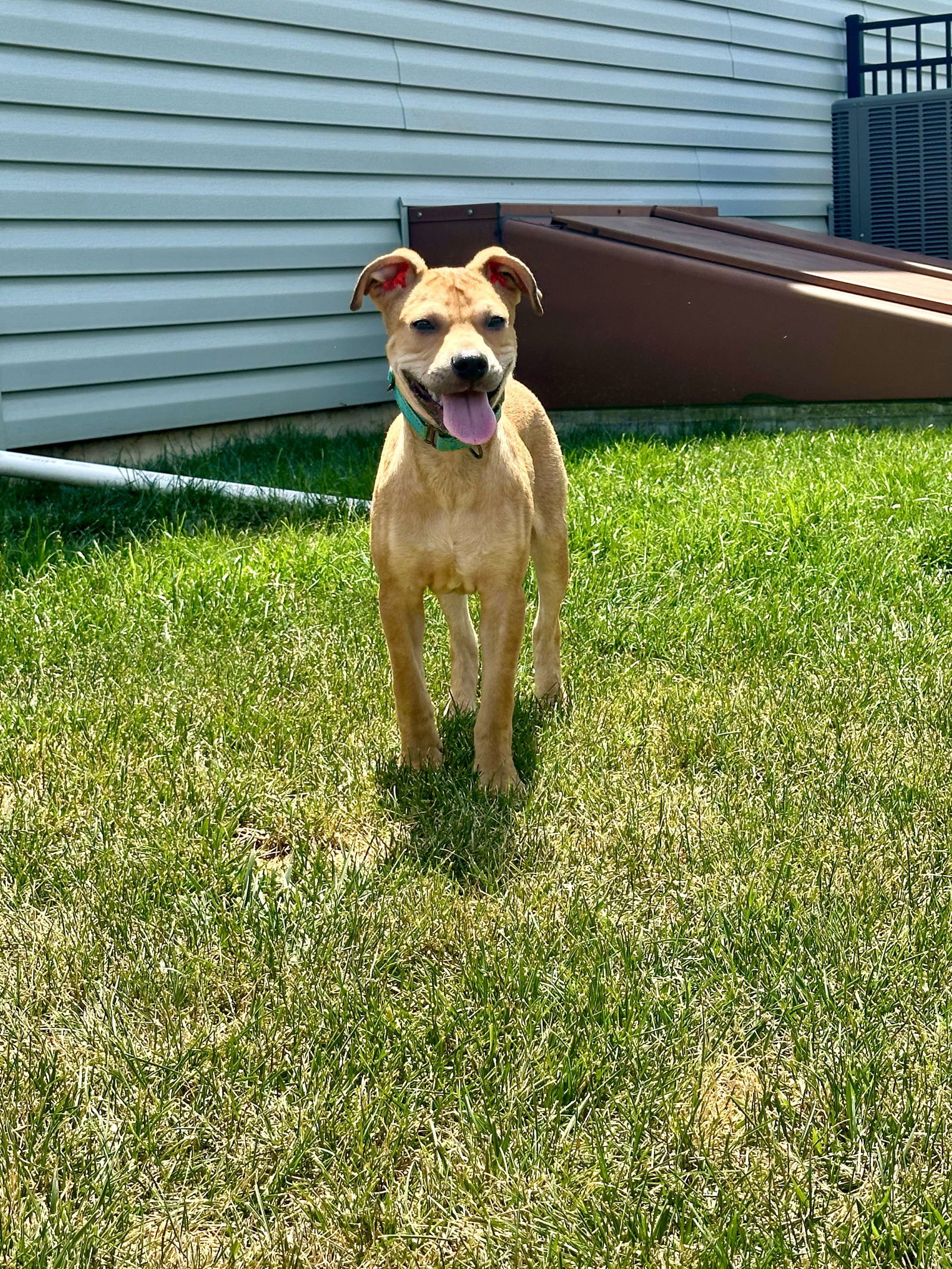 adoptable Dog in Catasauqua, PA named Presley