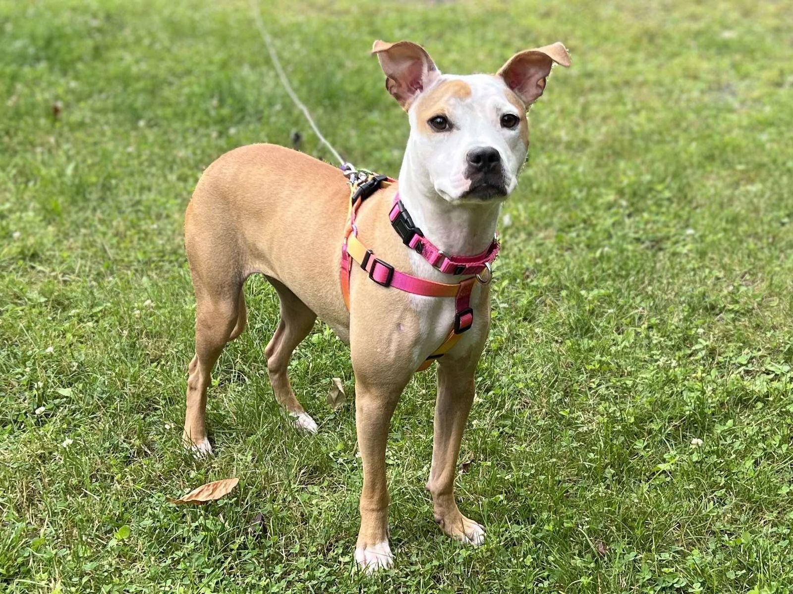 adoptable Dog in Catasauqua, PA named Carina