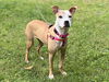 adoptable Dog in , PA named Carina