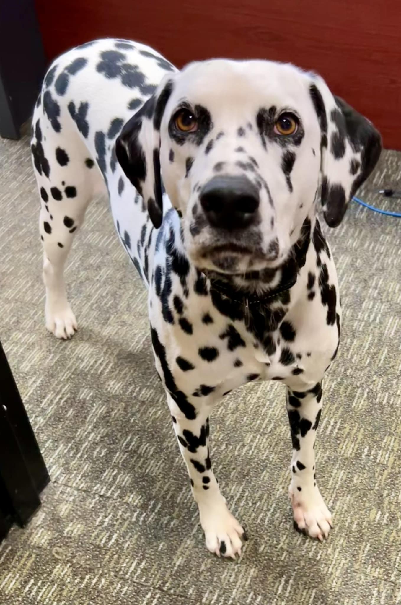 adoptable Dog in Catasauqua, PA named Poppy