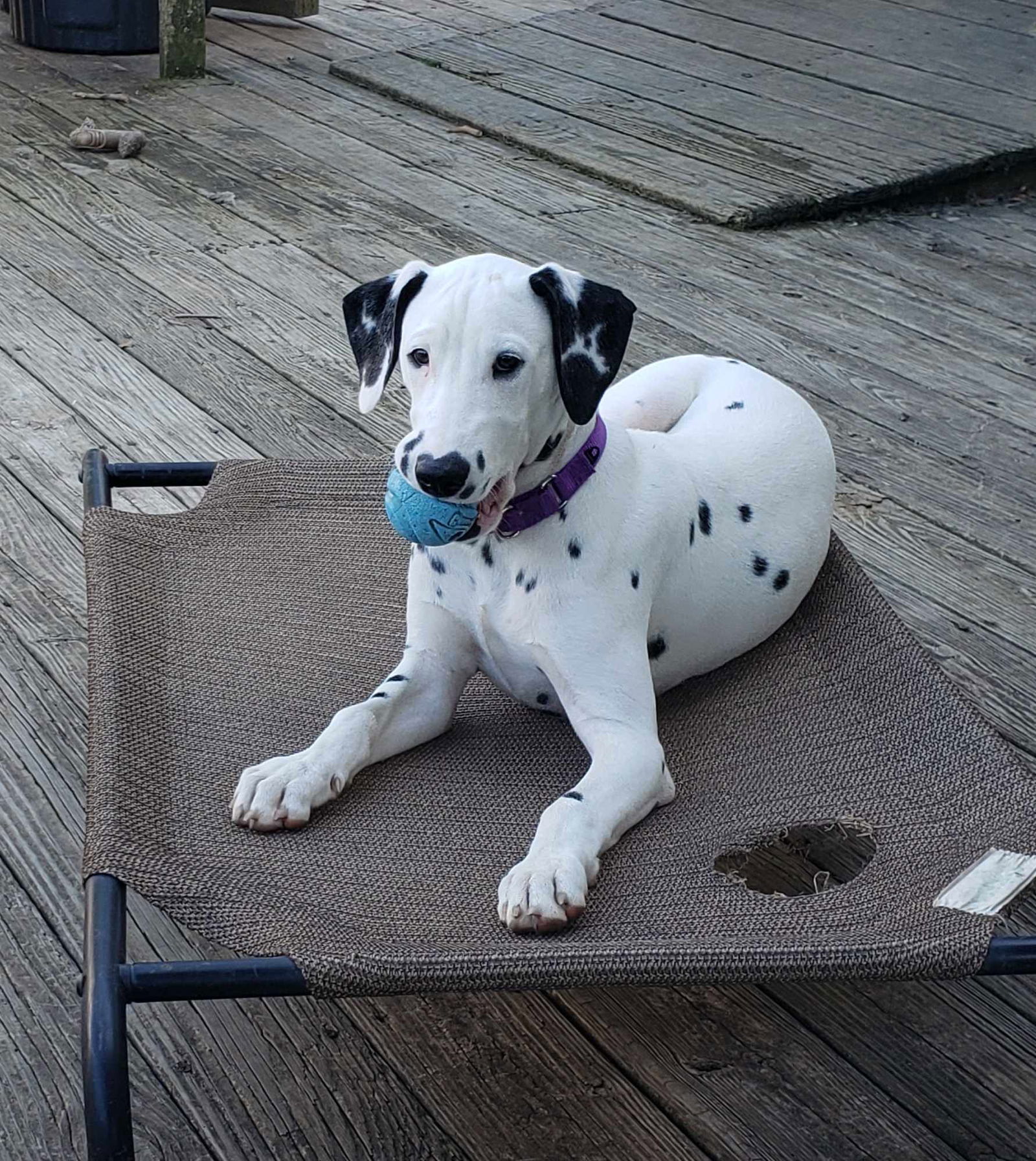 adoptable Dog in Catasauqua, PA named Chief