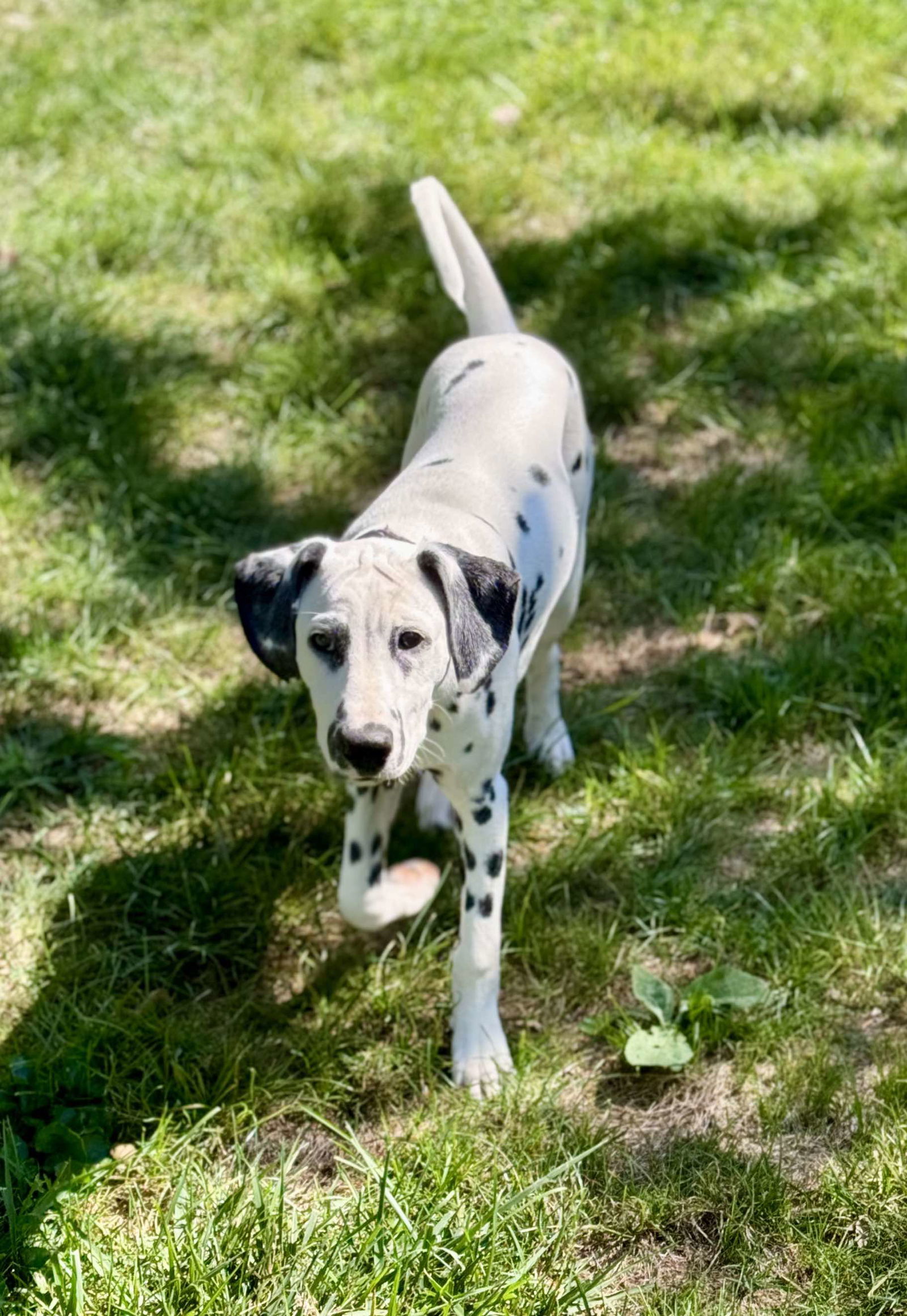 adoptable Dog in Catasauqua, PA named Lucy