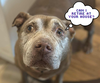 adoptable Dog in  named Beatrice