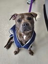 adoptable Dog in  named Hammi