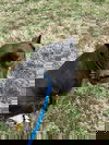 adoptable Dog in  named Akira