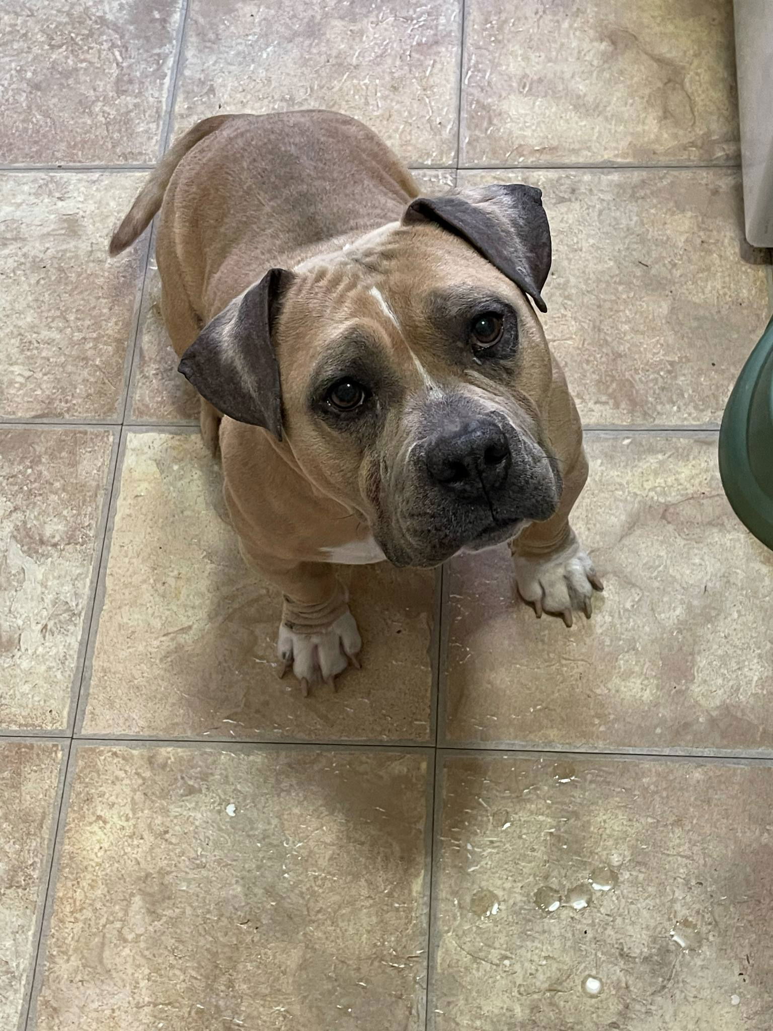 adoptable Dog in Catasauqua, PA named Sammy WAGar
