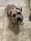 adoptable Dog in  named Sammy WAGar