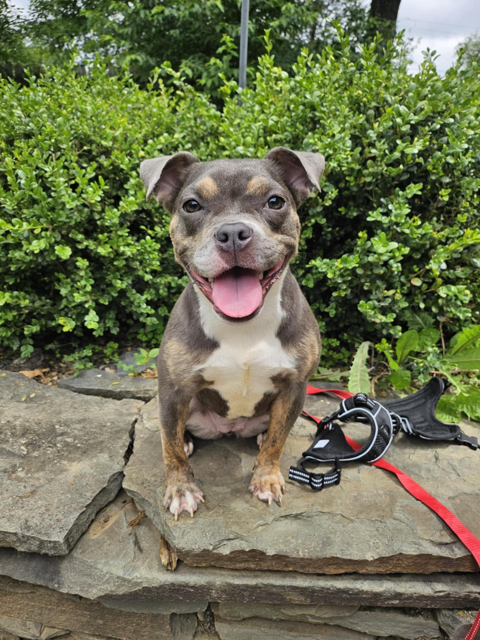 adoptable Dog in Catasauqua, PA named Suki