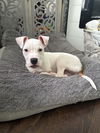 adoptable Dog in  named Tumble