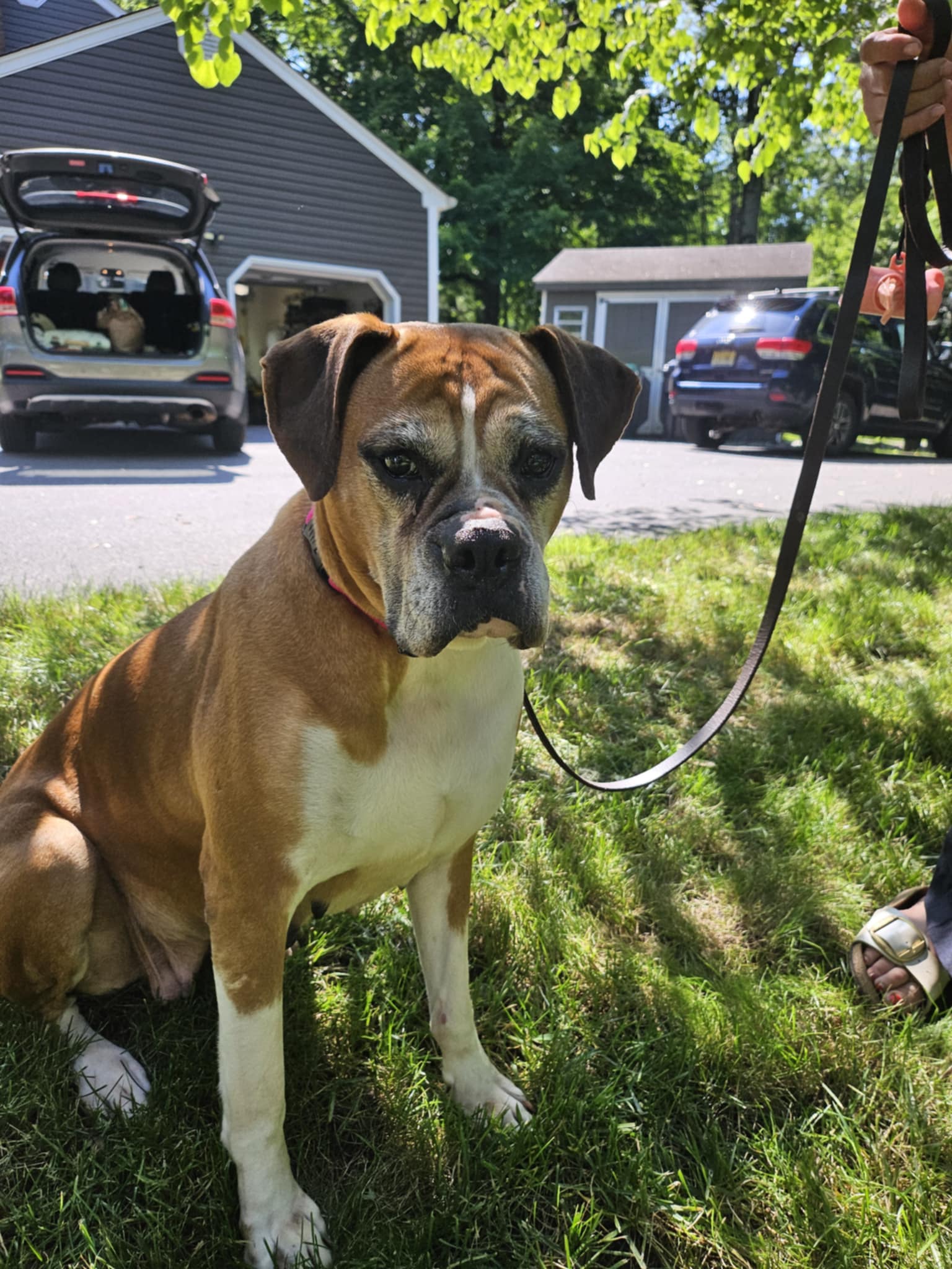 adoptable Dog in Catasauqua, PA named Rosie Bea