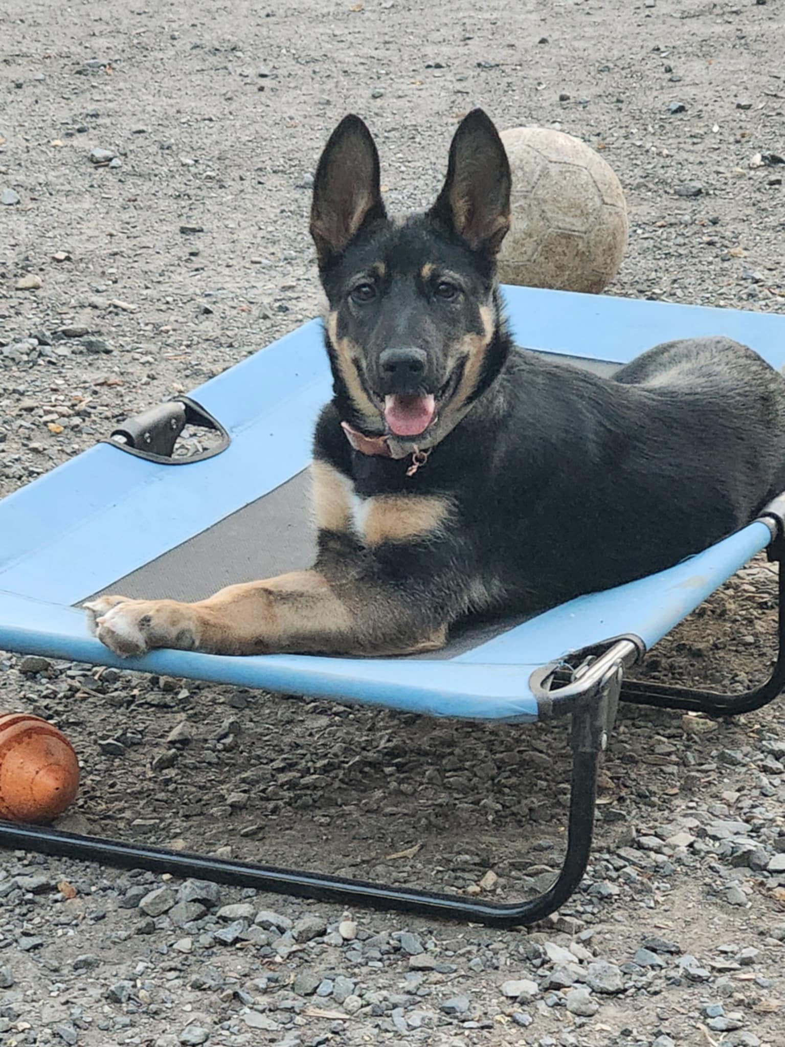 adoptable Dog in Catasauqua, PA named MJ