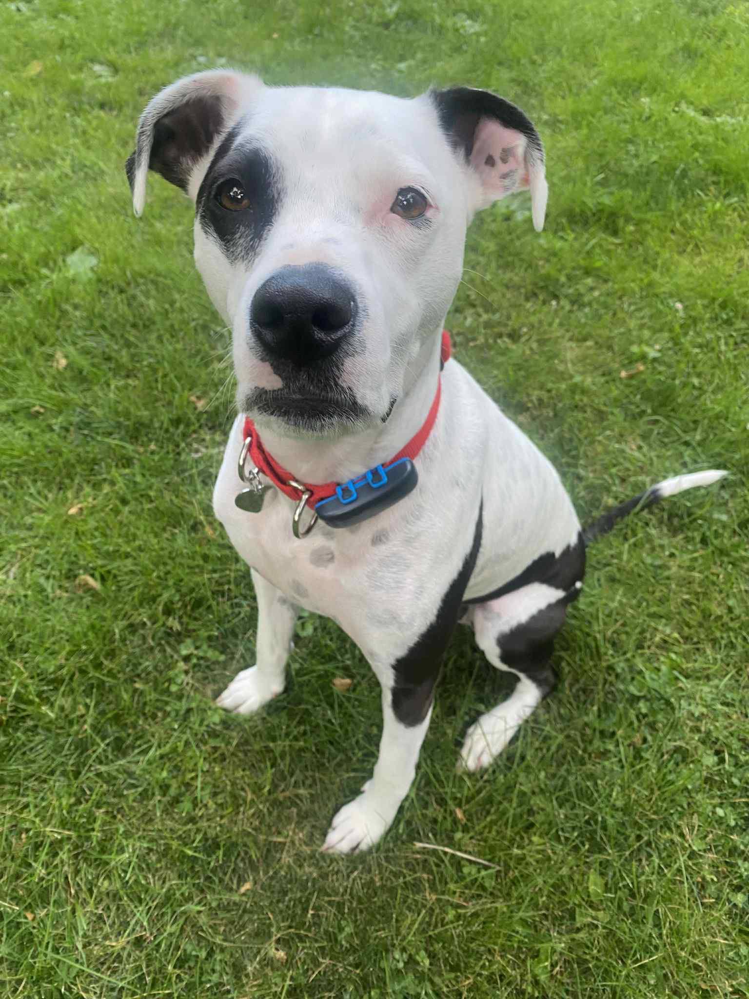 adoptable Dog in Catasauqua, PA named Fray
