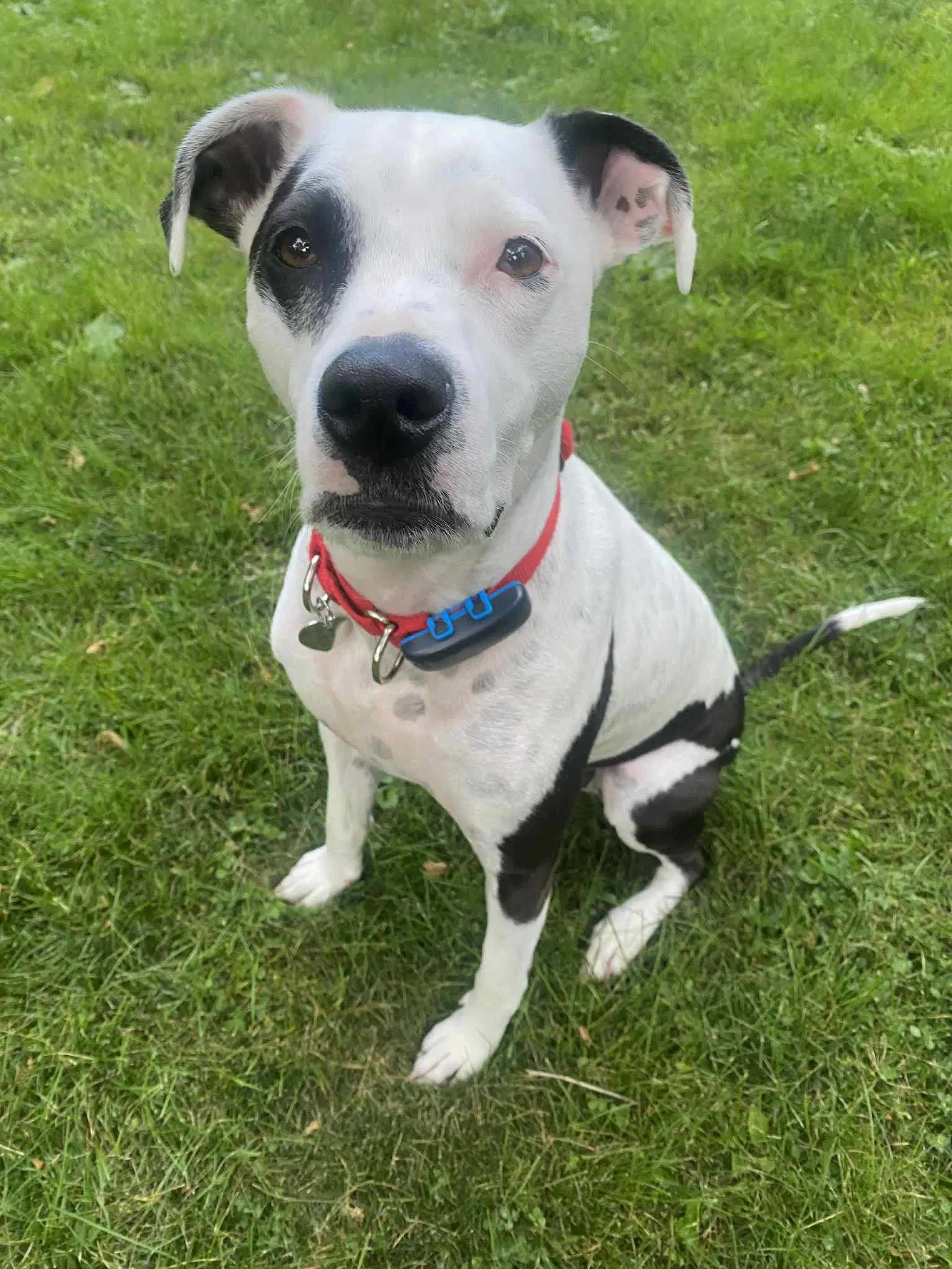 Fray - Pit Bull Terrier
