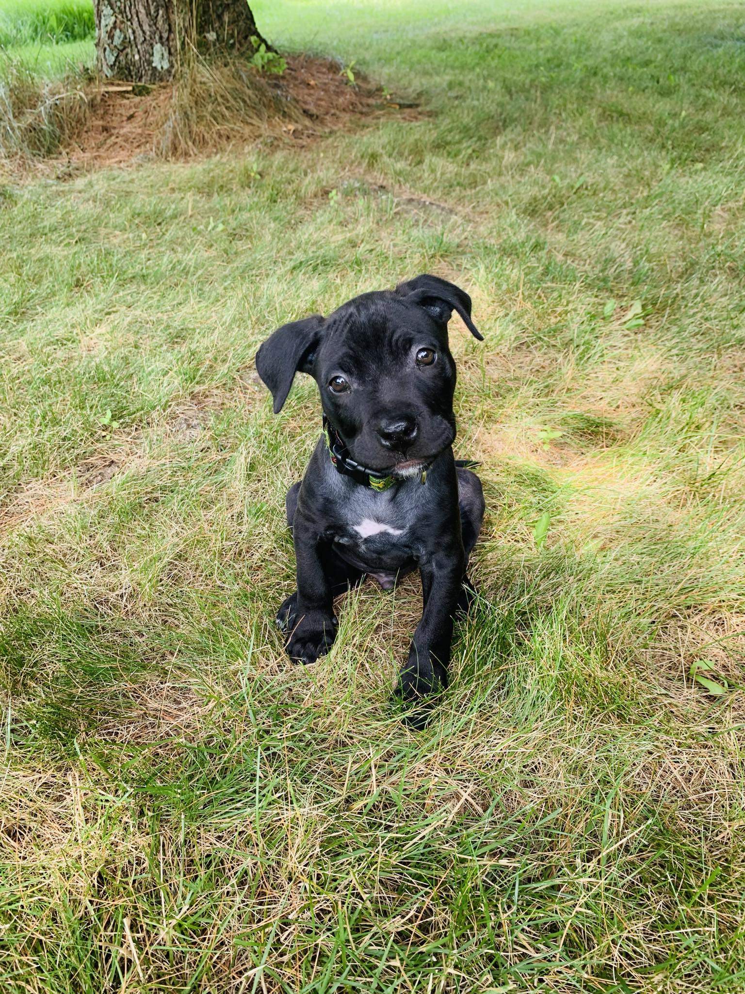 adoptable Dog in Catasauqua, PA named Ben