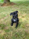 adoptable Dog in  named Ben
