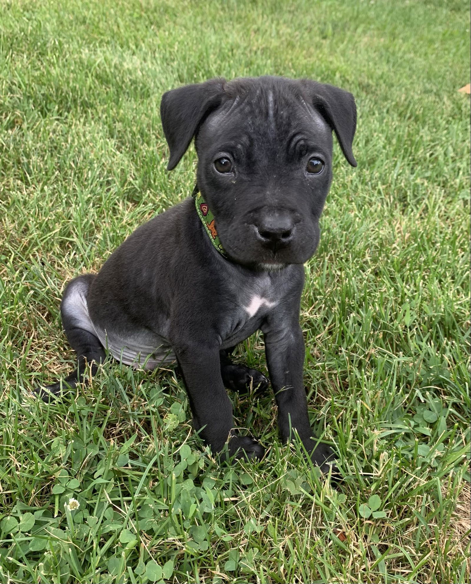 adoptable Dog in Catasauqua, PA named Misty