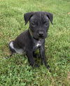 adoptable Dog in  named Misty