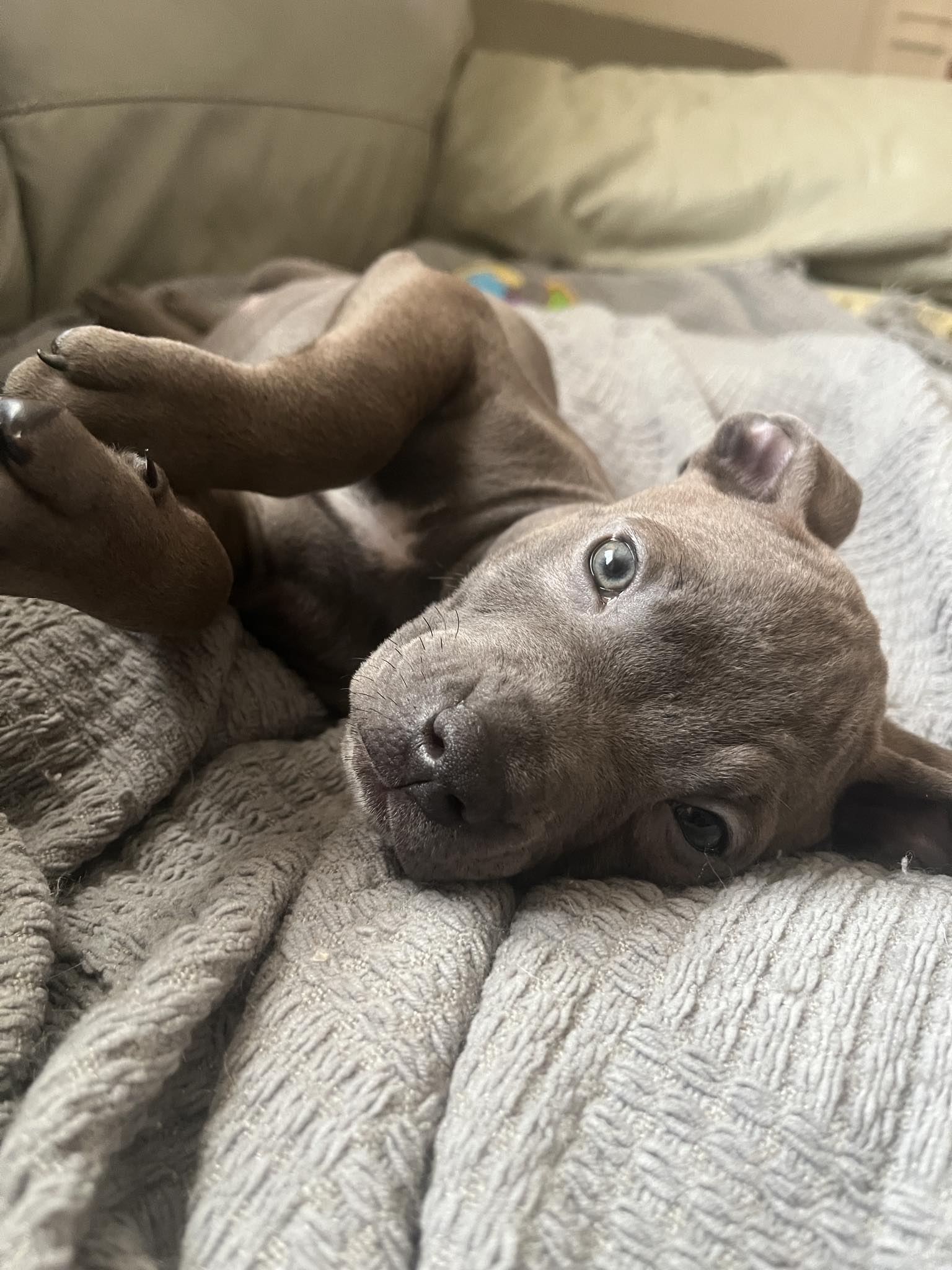 adoptable Dog in Catasauqua, PA named Shauna
