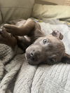 adoptable Dog in  named Shauna