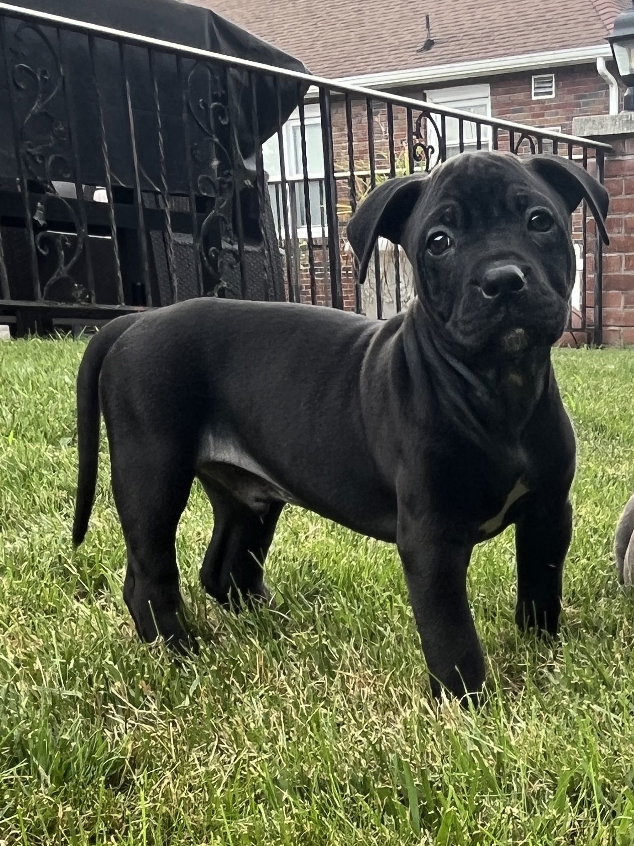 adoptable Dog in Catasauqua, PA named Javi