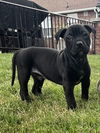 adoptable Dog in  named Javi