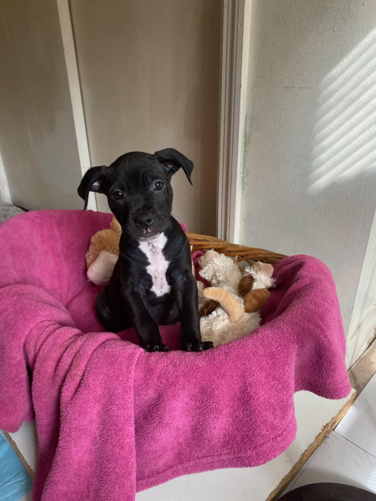adoptable Dog in Catasauqua, PA named Lottie
