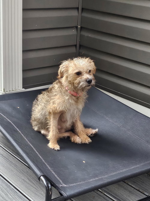 picture of the dog needing adoption
