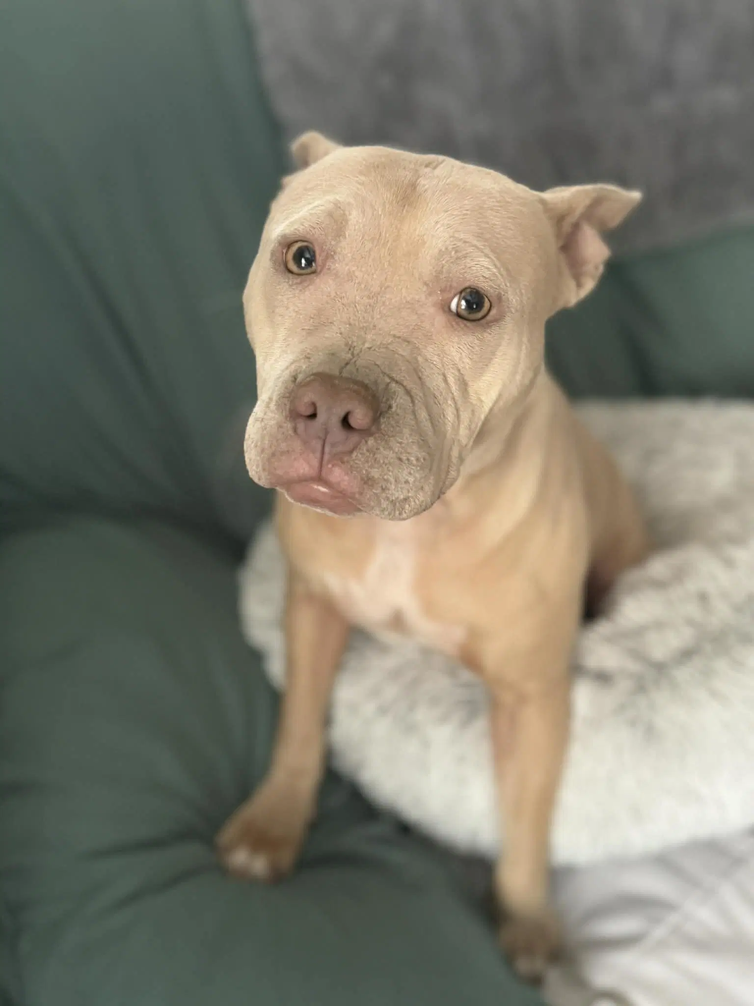 Irene - Pit Bull Terrier