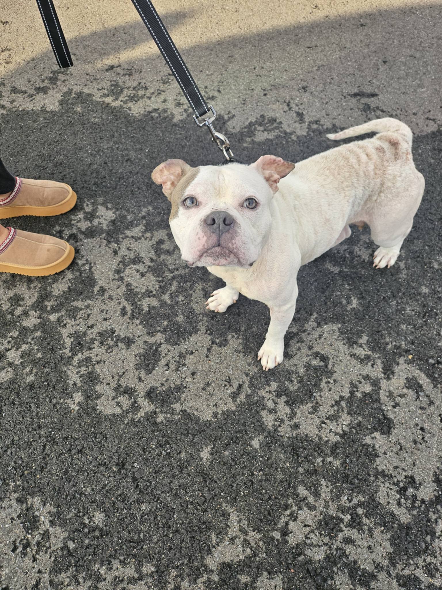Cannoli