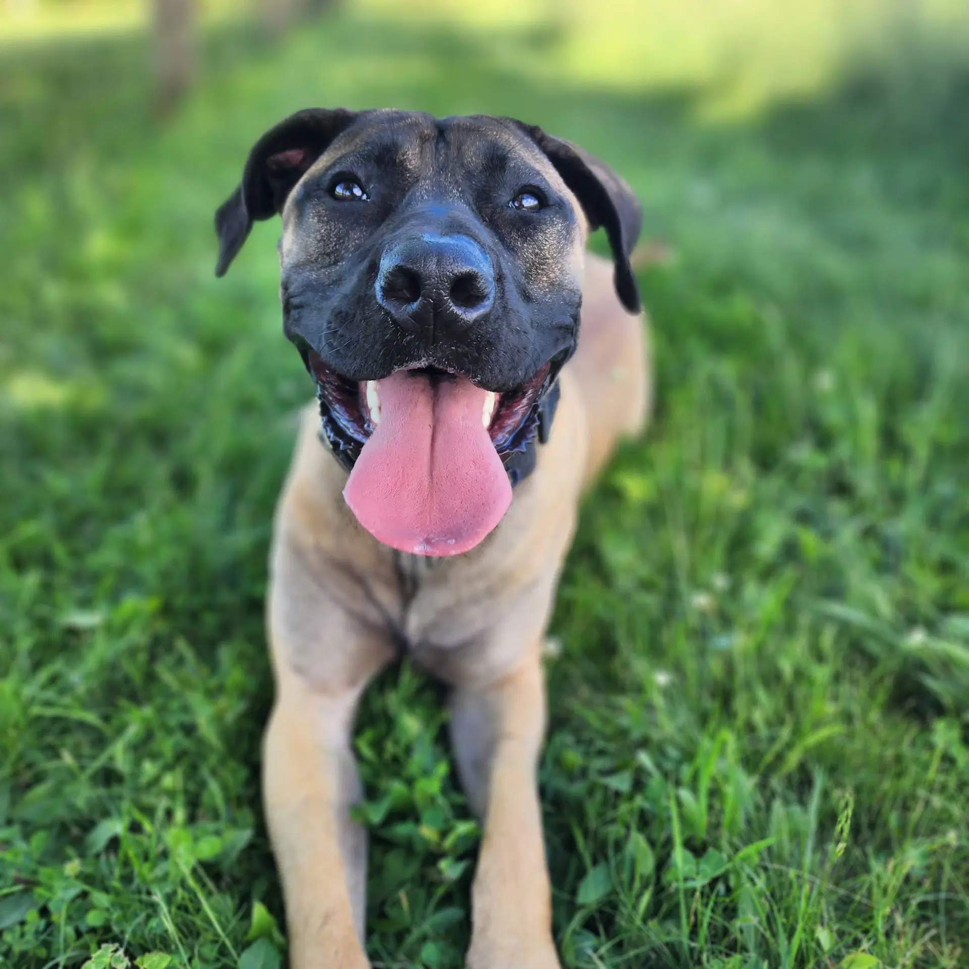 Garcia - Boerboel