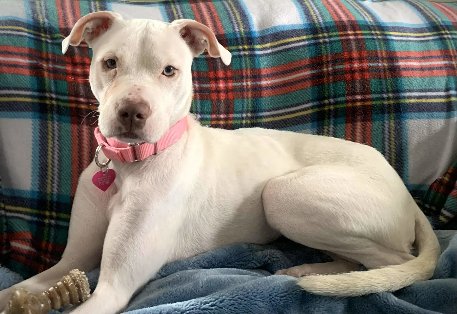 Peppermint Patti - Pit Bull Terrier