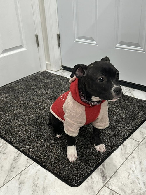 picture of the dog needing adoption