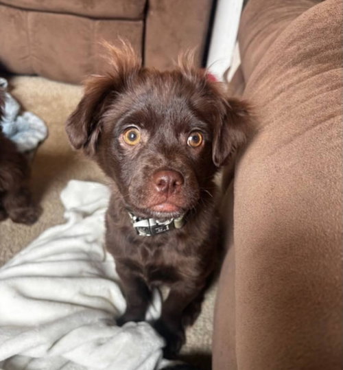 Corbin, an adoptable Shih Tzu in Catasauqua, PA